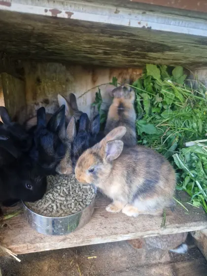 Hasen, Kaninchen im Bregenzerwald