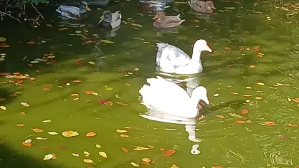 Gänse
