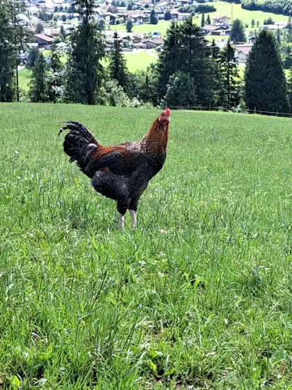 Gockel