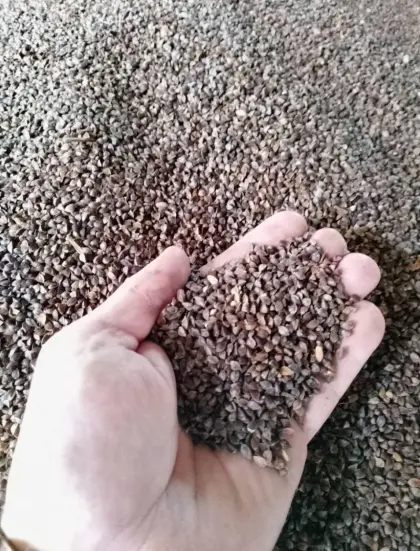 Buchweizen