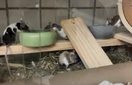 Junge Farbmäuse