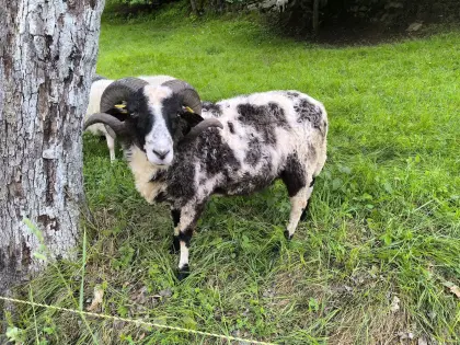 Waldschaf-Widder, Herdebuch und Bio