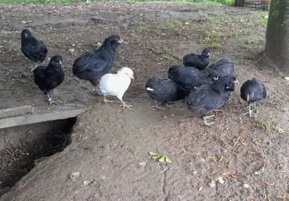 Zwerg-Araucana
