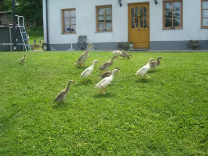 Laufenten