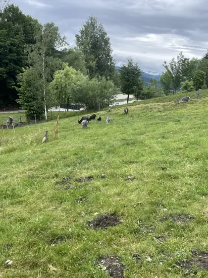 Blobe Ziegen, Kitze