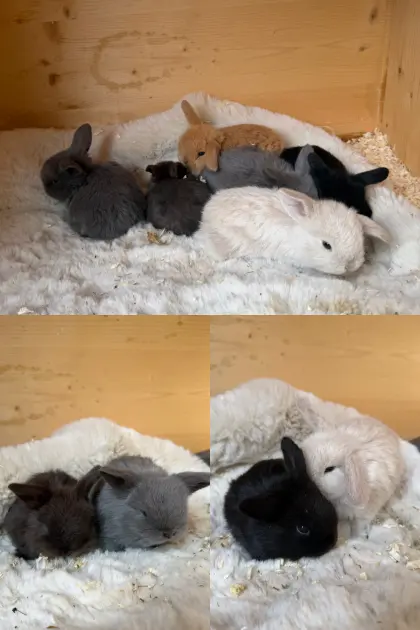 Neue Mini Lops Kaninchen