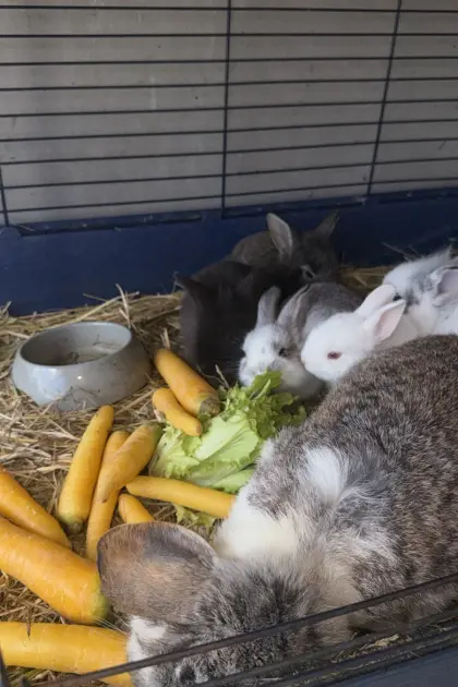 Zwergkaninchen