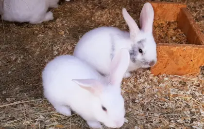 Zwergkaninchen