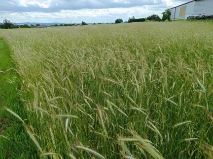 Bio-Triticale und Roggen Süßlupine ab Feld