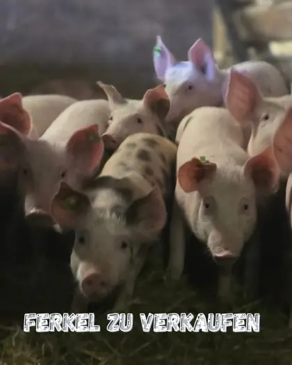 Ferkel