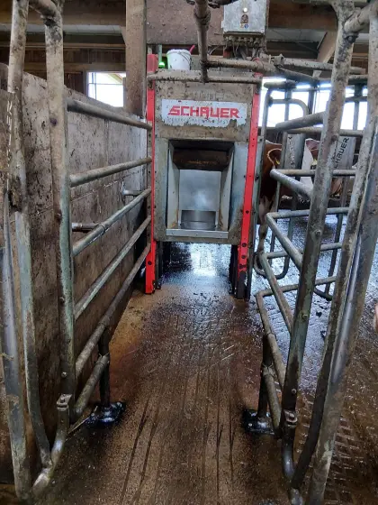 Kraftfutterstation Schauer Compident Cow