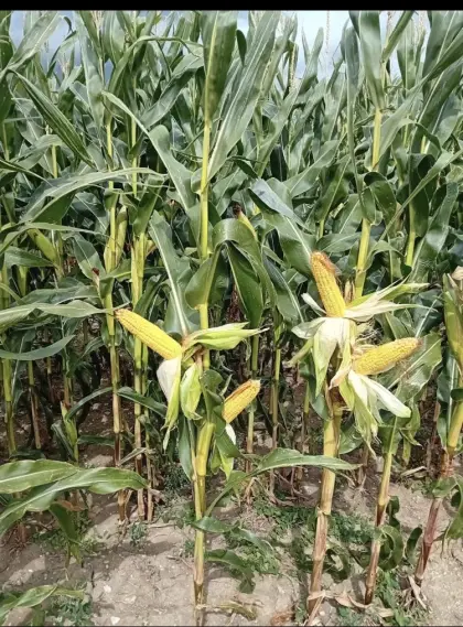 Silomais ab Feld