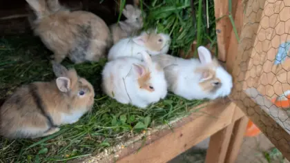 Zwergkaninchen in verschiedenen Farben