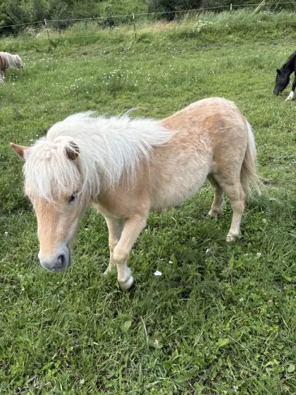 Ponys zu verkaufen