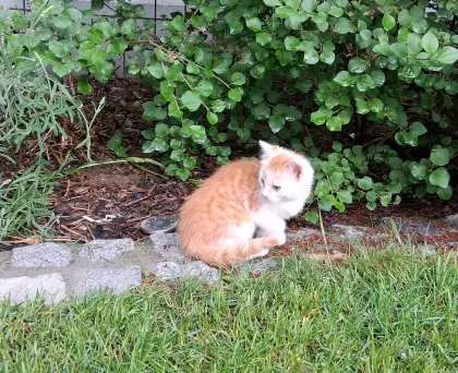 Babykatzen
