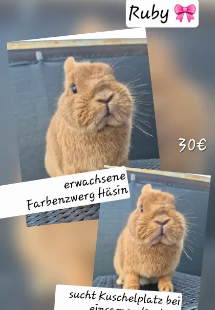Farbenzwerg-Häsin, 1 Jahr alt