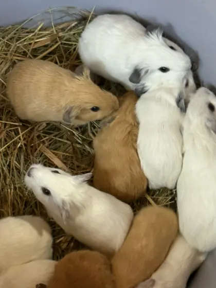 Meerschweinchen