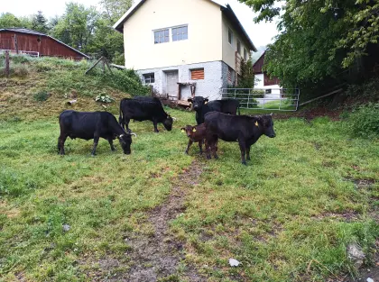 Zwergrindkalbin