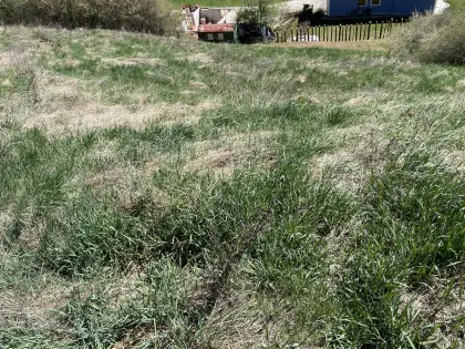 Gratis Weide, Futteraufwuchs 0,7 ha für Schafe, Ziegen, Kälber
