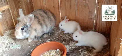 Löwenkopf-Zwergkaninchen Mutter, Babys