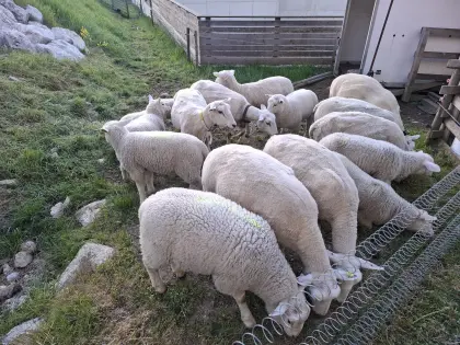 Texel-Schafe