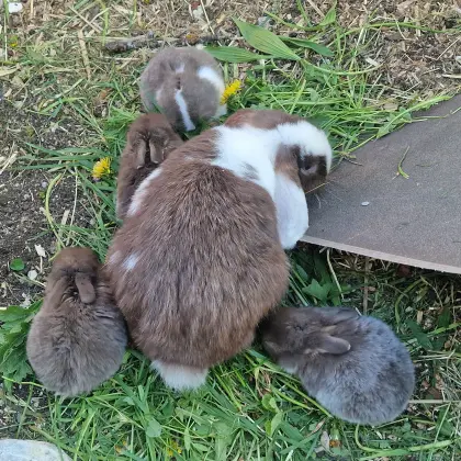 Minilop-Babys