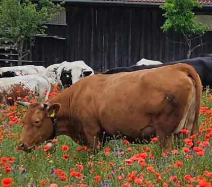 Red Wagyu Kuh mit, ohne Kuhkalb, Herdbuch (Akaushi)