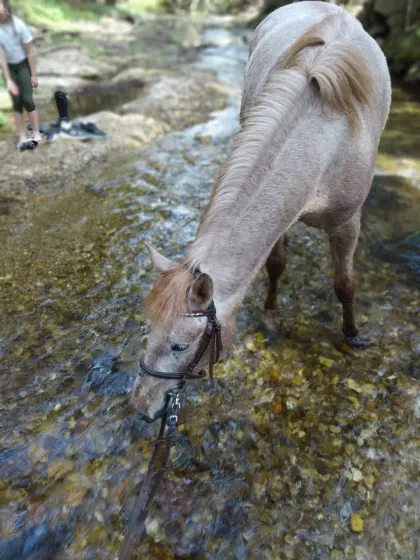 Verschmuste Ponystute im Red Roan Look