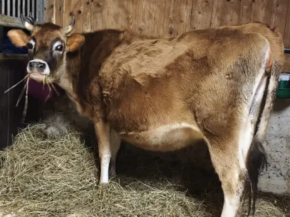 Verkaufe 5 Jerseykühe in Milch