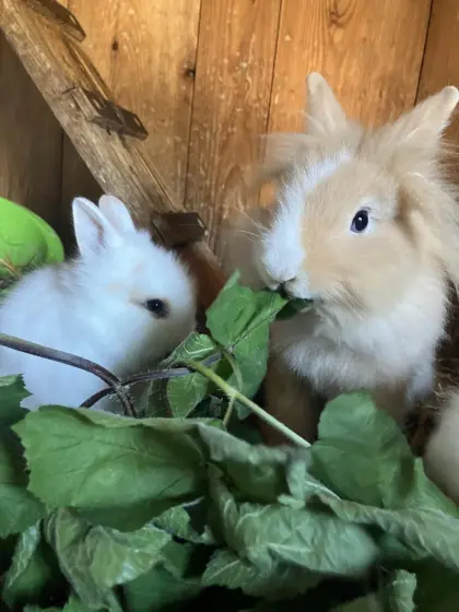 Kaninchen
