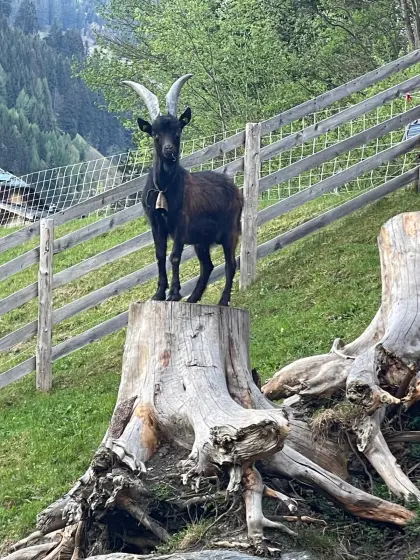 Aosta-Ziegenbock