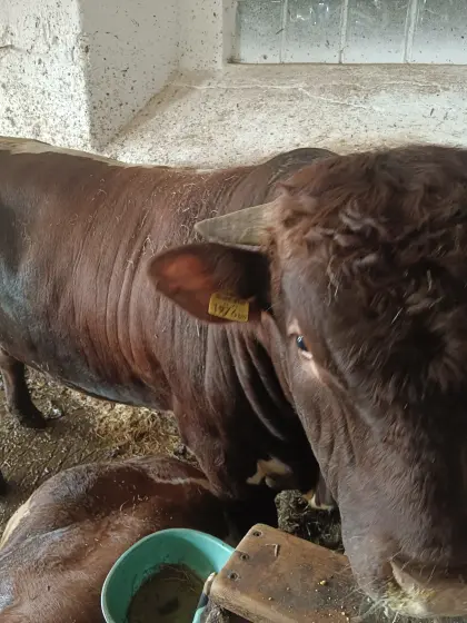 Pinzgauer Stier