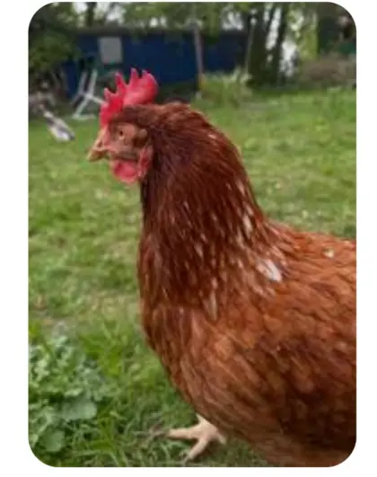 Junghahn Rhodeländer