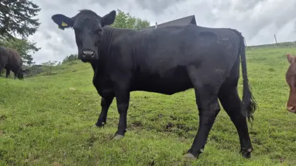 Bio-Angus-Kuh, 3 Jahre alt