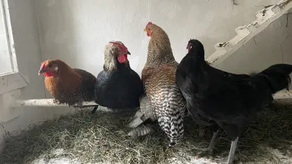 Junger Rassenhahn (Totleger, Marans, Bielefelder, La Fleche)