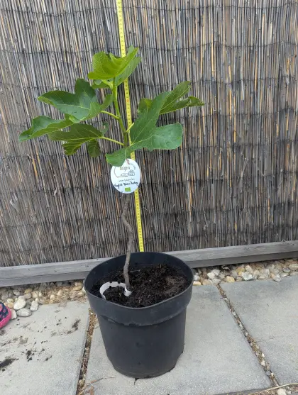 Feigenbaum