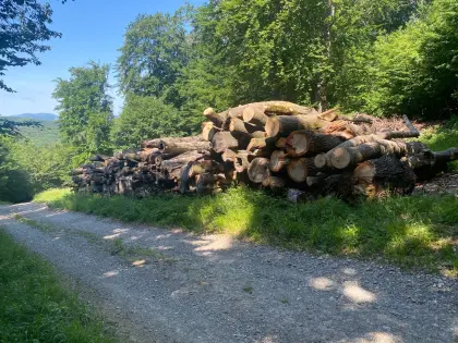 Eschenholz, auf Wunsch auch Buche