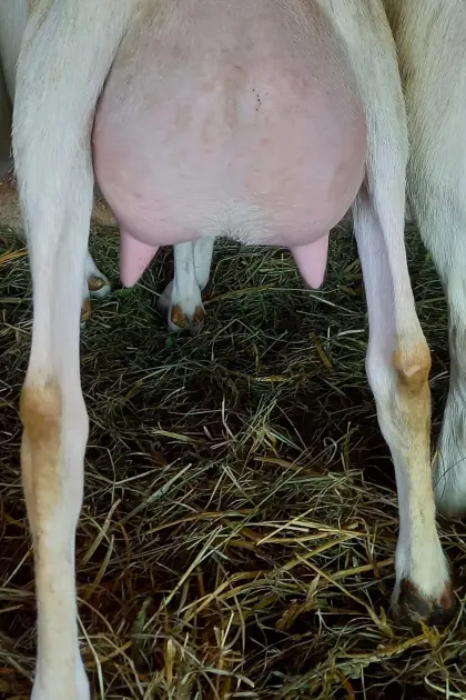 3 BIO-Saanenziegen in Milch abzugeben