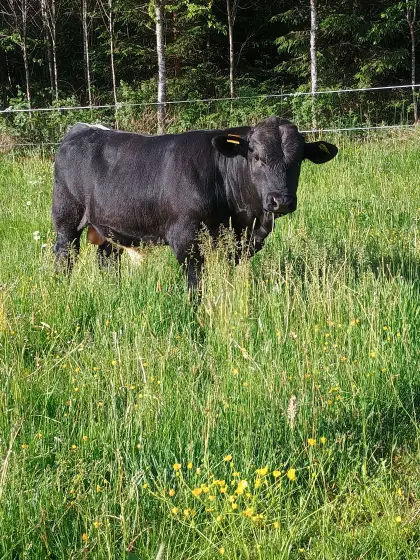 Stierkalb zu verkaufen