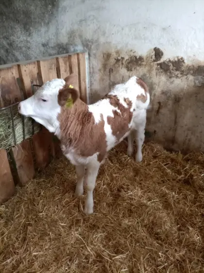 Bio-Fleckviehkalb