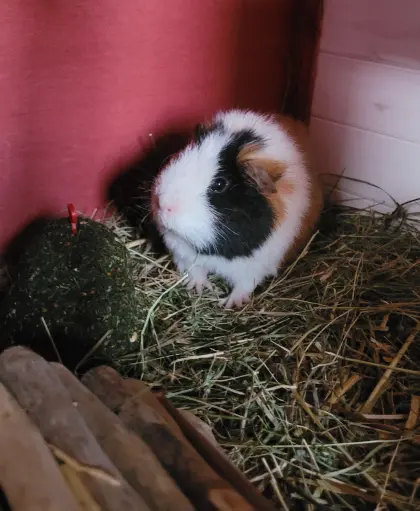 Meerschweinchen-Bock