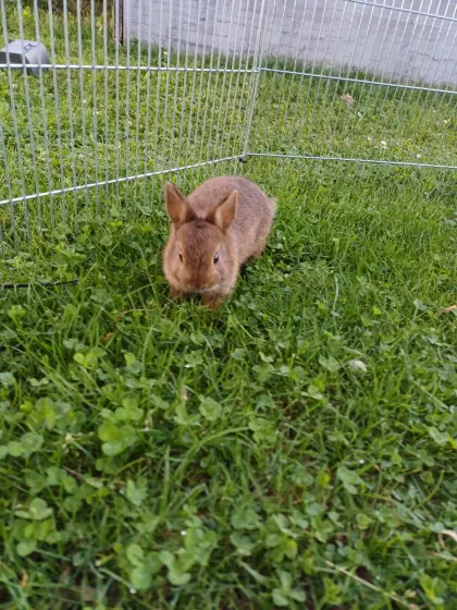 Zwergkaninchen