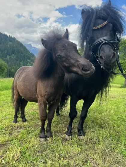 Toller Mini-Shetland-Pony-Hengst!