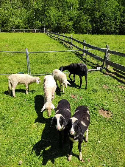 Kleine Schafherde mit 2 Jungmuttertieren und 4 Lämmern