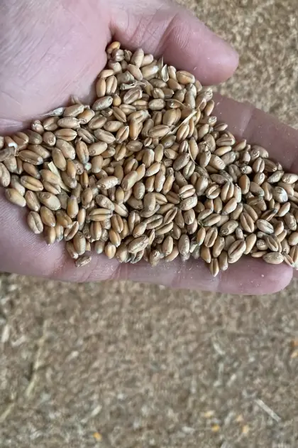 Verkaufe ca. 50 t Futterweizen