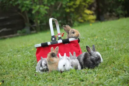 Zwergkaninchen