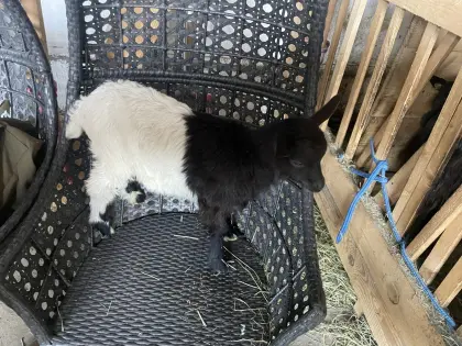 Genetisch hornloser Ziegenbock