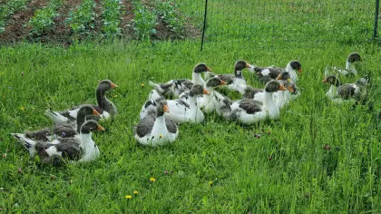 Verkaufe Pommern-Gänse, Jungtiere und Gössel
