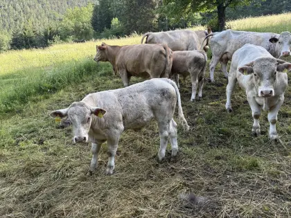 Jungstier ab Oktober zu vergeben