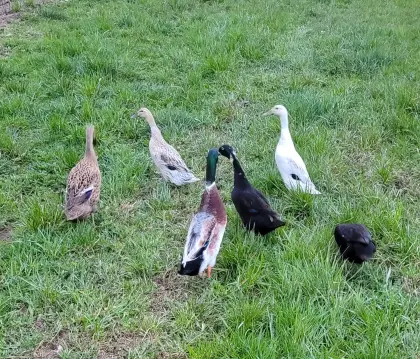 Laufentenküken, Schneckenentenküken abzugeben.